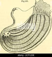 The museum of natural history, with introductory essay