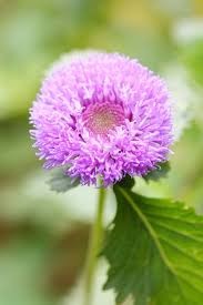 Image result for Centratherum