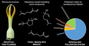 Image result for Riocreuxia chrysochroma