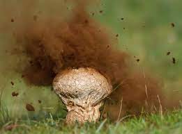 We did not find results for: Slowmo Suggestion Puffball Mushroom Spores Imgur