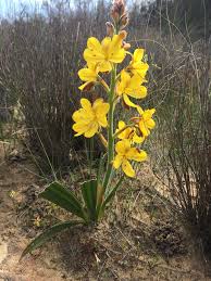 Image result for Wachendorfia