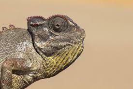 Namaqua Chameleon (Chamaeleo Namaquensis), Namib Desert, Namibia, Africa'  Photographic Print - Ann and Steve Toon | AllPosters.com