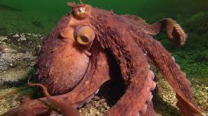 Here are eight of our favourite octopus behaviours that illustrate just how smart these cephalopods really are. Octopus Steals Crab From Fisherman Super Smart Animals Bbc Earth Youtube