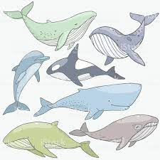 Vector Cute Cartoon Drawing Sea Life Whales Collection Set Cute Cartoon Drawings Sea Animals Drawings Animal Illustration Kids