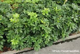 Image result for Heptapleurum