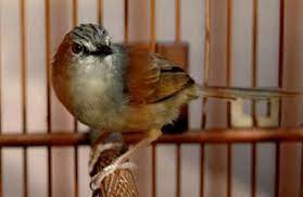 Download Suara Ciblek Gunung Gacor Burung Suara