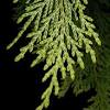 Leyland cypress (× cuprocyparis leylandii) is a fertile hybrid cross between monterey cypress (cupressus macrocarpa) and nootka false cypress (chamaecyparis nootkatensis). Https Encrypted Tbn0 Gstatic Com Images Q Tbn And9gcqlwhutgv3 Dwzuw8gzuvxwjve0dns A Fkhdmttripockr5b71 Usqp Cau