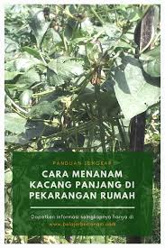 Polong muda yang dapat mulai dipanen setelah. Cara Menanam Kacang Panjang Di Pekarangan Rumah Pekarangan Menanam Kacang