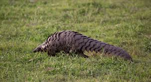 Find out how awf is saving this species. Pangolin
