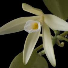 Image result for Vanilla roscheri