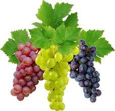 Grapes Vine Fruit Grapes Fruit