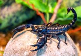 Numerosi animali ci pungono e ciò può essere molto doloroso o pericoloso. Scorpion Control In Gardens Impara Cosa Fare Con Garden Scorpions It Haenselblatt Com