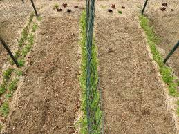 He also shares why you don't want to use a gas power. Are You Damaging Your Vegetable Garden Soil Vegetable Pathology Long Island Horticultural Research Extension Center