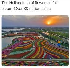 Holland's top six most beautiful flower parades. The Holland Sea Of Flowers In Full Bloom Over 30 Million Tulips Ifunny