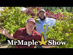 Image result for Shira Red 2014 A1