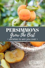 Growing Persimmons For A Late Fall Harvest On Your Homestead Choosing A Persimmon Tree Will Depend On A Few Facto Persimmons Growing Blueberries Growing Fruit