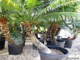 Image result for Cycas