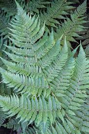 Image result for Ctenitis