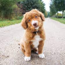 Check spelling or type a new query. Nova Scotia Duck Tolling Retriever Puppy Online Shopping Mall Find The Best Prices And Places To Buy