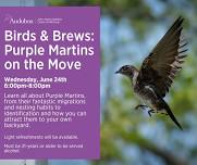 Birds & Brews: Purple Martins on the Move