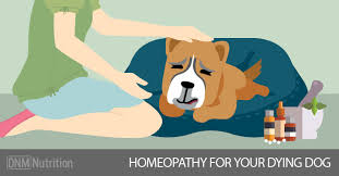 Make your dog's last moments as comfortable and enjoyable as you possibly can. Remedies To Help Your Dog Pass Comfortably Dogs Naturally