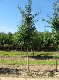 Ginkgo biloba, commonly known as ginkgo or gingko (both pronounced / ˈ ɡ i ŋ k oʊ / or / ˈ ɡ ɪ ŋ k oʊ /), also known as the maidenhair tree, is a species of tree native to china. Ginkgo Biloba Princeton Sentry Ginkgo Scenic Hills Nursery