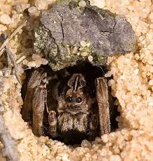 Wolf spiders are unique to other spiders because they don't spin webs to catch prey. Wolf Spider Facts Lesson For Kids Science Class 2021 Study Com