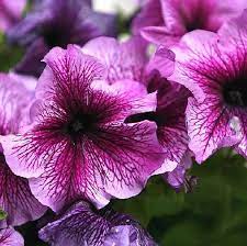 Petunia Plant Buy Petunia Flowering Plants In Gurgaon Haryana India From Plantdecors