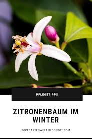 Zitronenbaum Uberwintern Wie Viel Frost Halten Zitruspflanzen Aus Wann Mussen Agrumen Ins Winterquartier Topfgartenwelt Gartenblog Foodblog Familienb Zitronenbaum Zitronen Baum Pflanzen
