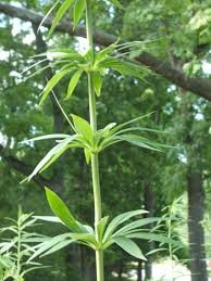 These four parts are called calyx, corolla, androecium, and gynoecium. Whorl Botany Wikipedia