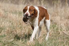 My family is a big part of our kennel and we. Brittanys 8 Things To Know About This High Energy Sporting Group Breed