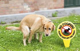 If building a fence or planting hedges isn't enough to keep the dogs away, here's another way how to keep dogs from pooping in your yard—install automatic sprinklers in your garden. The 5 Best Camera To Catch Dog Pooping In Yard Areas Catch Cheaters Fast