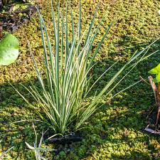 Image result for Aeschynomene glauca