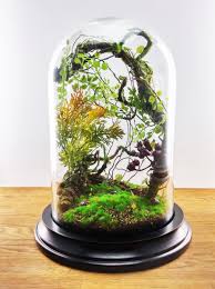 Enchanted Forest Terrarium Domes Kunstliche Pflanzen Pflanzen Terrarium