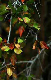 Image result for Spirostachys