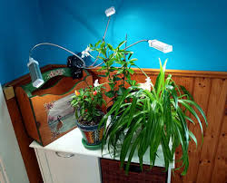 Light is essential for the process of photosynthesis to occur in a cannabis plant. Review Of The Vogek Grow Light Dengarden