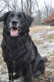 New Free Of Charge Labrador Retriever Long Hair Popular Black Labrador Retriever Labrador Retriever Black Labs Dogs