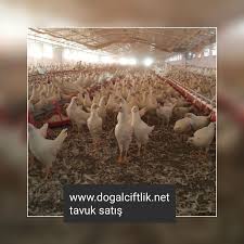Satilik Tinted Tavuk Www Tavukmarketi Com Tavuk