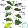 Larva tunneling in pepper fruit. 1