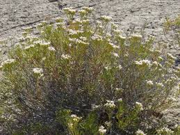 Image result for Eriospermum flexuosum