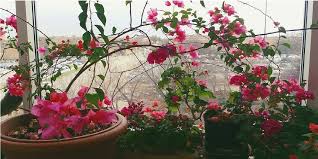 Hızlı gelişimi için neler yapmak gerekir? Begonvil Bitkisi Cicegi Nasil Yetistirilir Bakimi Nasildir Bilgihanem