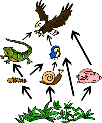 Diagram of food chain in terrestrial habitat. Food Chain Our Environment Class 10 Notes