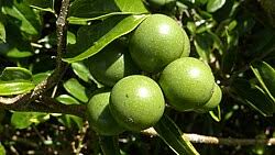 Image result for Strychnos henningsii