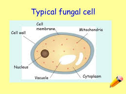 Cell walls provide protection and support. Difference From Bacteria Cell Wall Consists Of Chitin Not Peptidoglycan Like Bacteria Thus Fungi Are Resistant To Anti Cell Wall Fungi Cell Membrane
