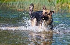 19 Dog Breeds That Love Water: Get to Know Them! - Tractive