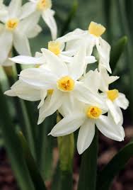 Heirloom Daffodil Bulbs Minor Monarque 1809 In 2020 Daffodil Bulbs Daffodils White Gardens