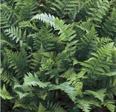Image result for Dryopteris kilemensis