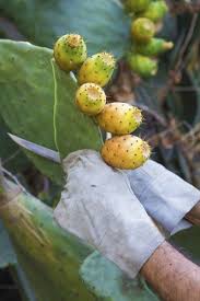 That type doesn't stand, rather they hang from the pot. Tips On Trimming Cactus Plants When And How To Cut Back A Cactus
