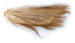 Image result for Bryotropha similis