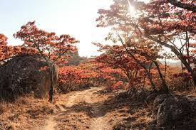 Image result for Brachystegia spiciformis